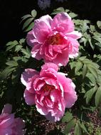 bush of pink peonies in the garden on a sunny day