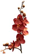 branch of brown orchid on white background