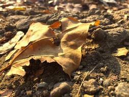 dry autumn leaf on the ground close up