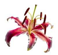 Lily Red Flower on white background