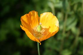 Poppy Flower Petal