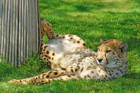 cute resting leopard