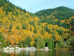 yellow trees in a green forest
