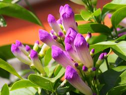 purple petals of decorative garlic