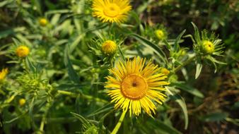 Close-up of the beautiful, yellow and orange flowers with green leaves, in the summer