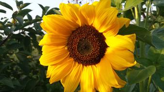 Summer Sunflower Sun