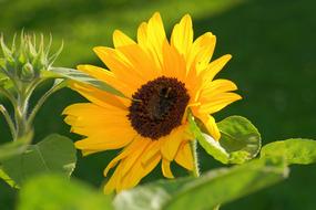 yellow Flower Blossom Bloom at field