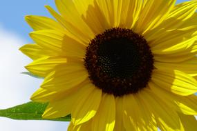 Close-up of the beautiful, yellow and brown sunflower in sunlight and shadow, with green leaves