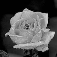 Rose Floral Flower