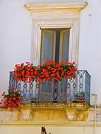 Red Flowers on Balcony