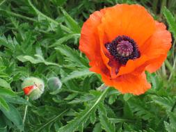 Close-up of the beautiful, orange poppy flower with colorful core, and buds, among the green leaves