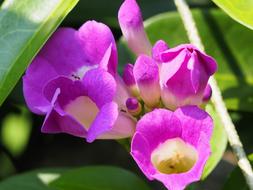 Garlic Vine Purple flower