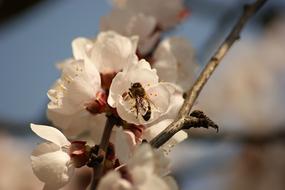 insect Bee on cherry Flowers