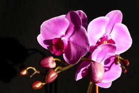 purple orchid in the dark, close-up