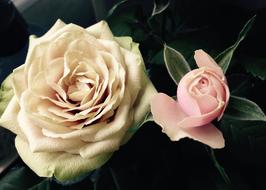 Rose Flower Bloom