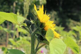 Sunflower Flower Summer blur