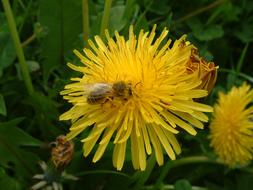 Bee on Flower Dandelion