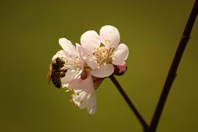 Bee on cherry Flowers