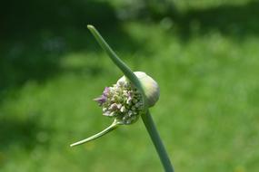 half open Garlic Blossom at blur green background