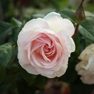 Rose Pink Blossom