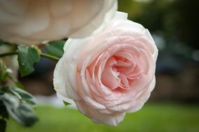 pale pink rose in the garden on a blurred background