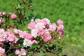 Rose Dacha Pink Roses