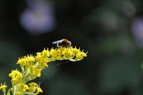 Goldenrod Yellow Bee