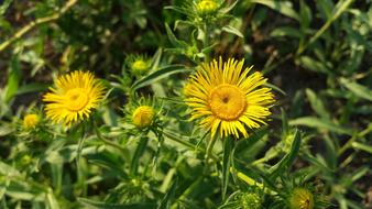 Bright Yellow Flowers in garden