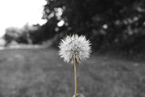 Dandelion Flower Prato