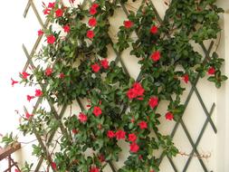 Flower Dipladenia on the wall