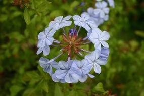 Close-up of the beautiful, blue plumbago flowers with colorful core, among the green leaves