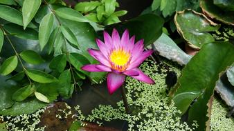 Water Lily Lotus Laos flower