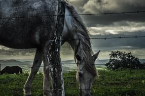 beautiful horse behind an iron fence