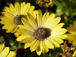 Yellow Daisy Beauty Flowers