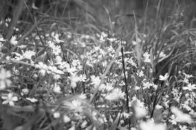 Black and white photo of the beautiful flowers among the grass in the ground