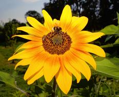 Close-up of the beautiful, yellow, orange and brown sunflower with bee, among the green leaves