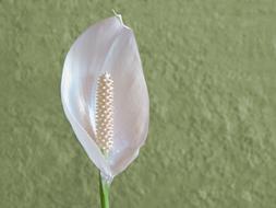 White Flower at green wall