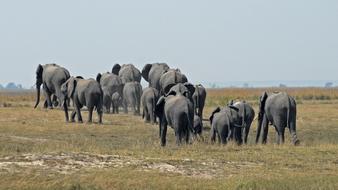 Botswana Chobe Herd Of