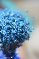 beautiful blue Flowers