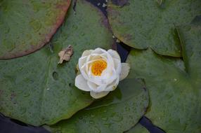 Water Lily Blossom Bloom