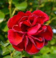 Rose Garden Flower Red
