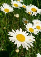 Daisy Flowers at summer