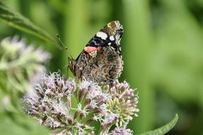 Butterfly Summer Flower