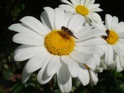 Leucanthemum or Daisy White