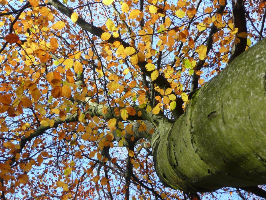 Autumn Leaf Tree