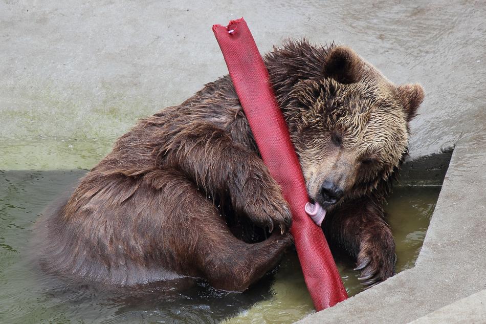 cute wet bear at the zoo