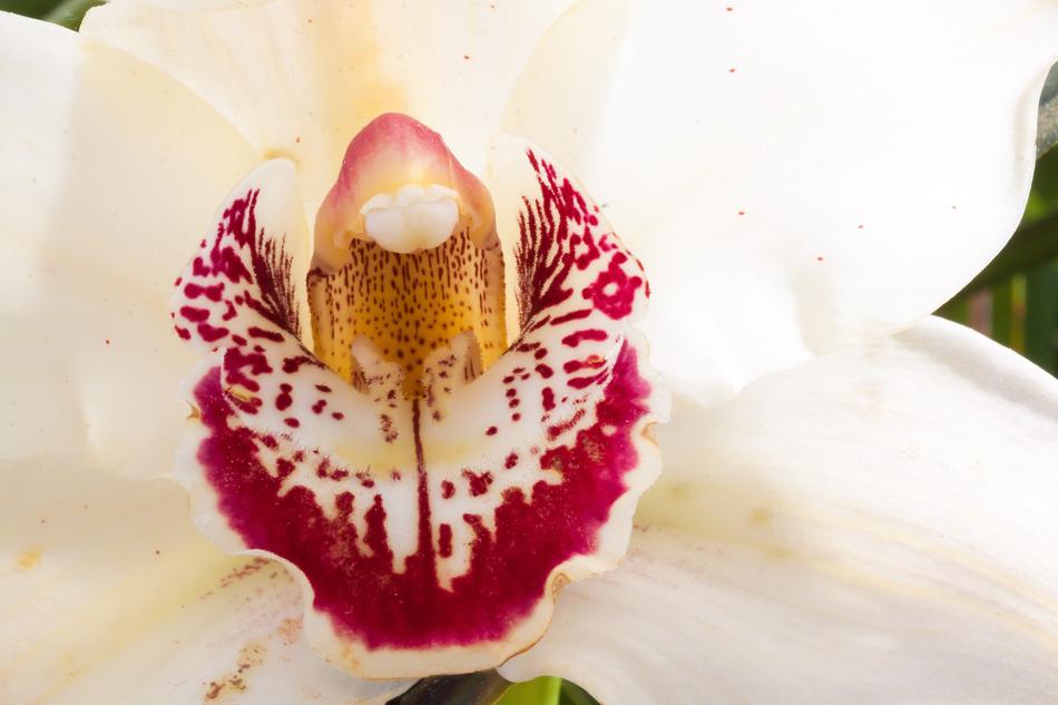 Flower Blossom cymbidium