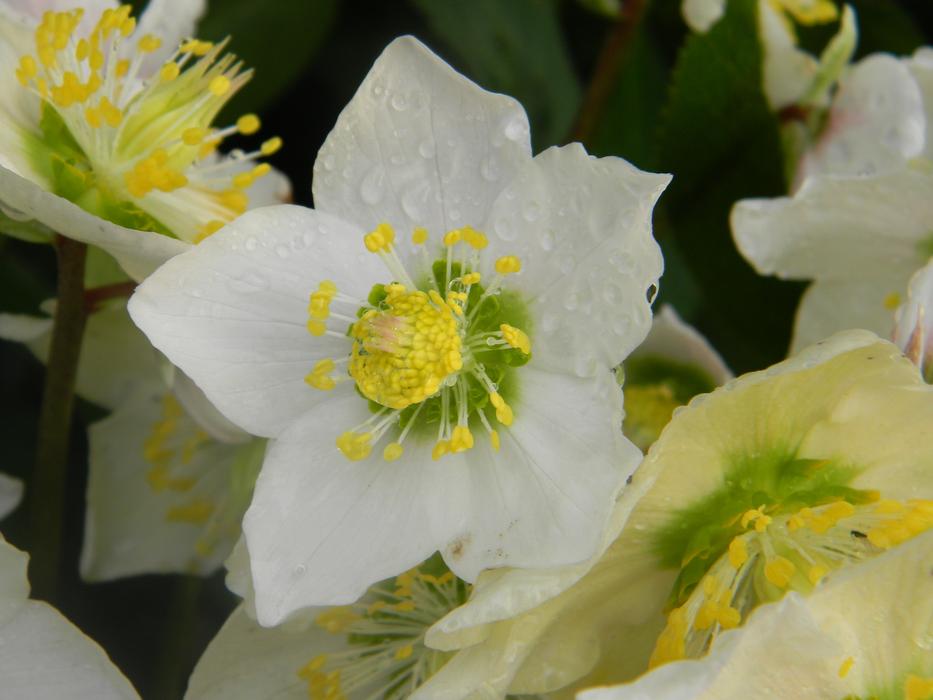 White Rose Christmas Hellebore