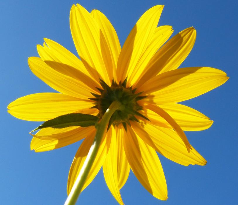Yellow Flower Reverse