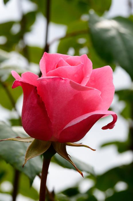 Rose Pink Blossom